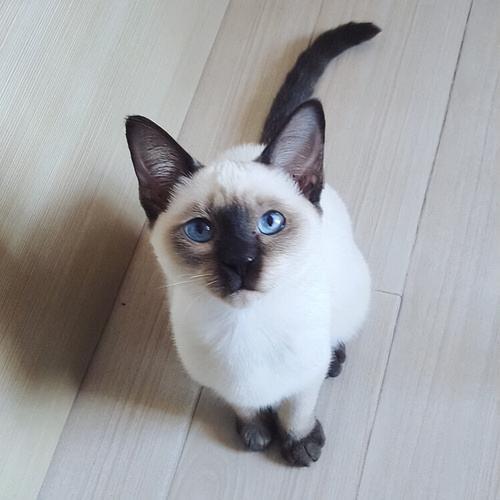 蓝眼暹罗猫价格多少钱一只,蓝眼睛的暹罗猫是什么品种