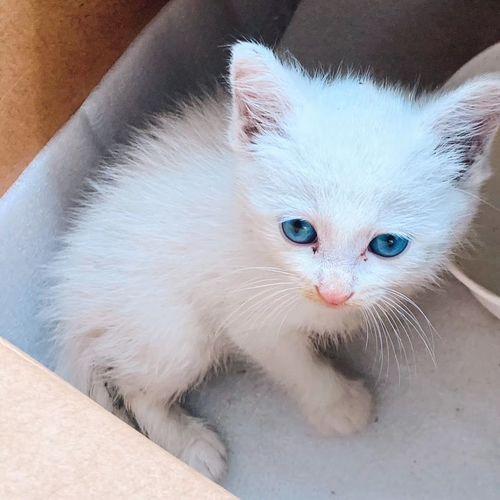 蓝眼白猫性格特点是什么