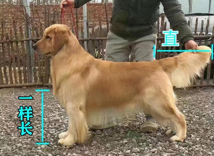 金毛犬种类如何区分,金毛犬的犬种标准